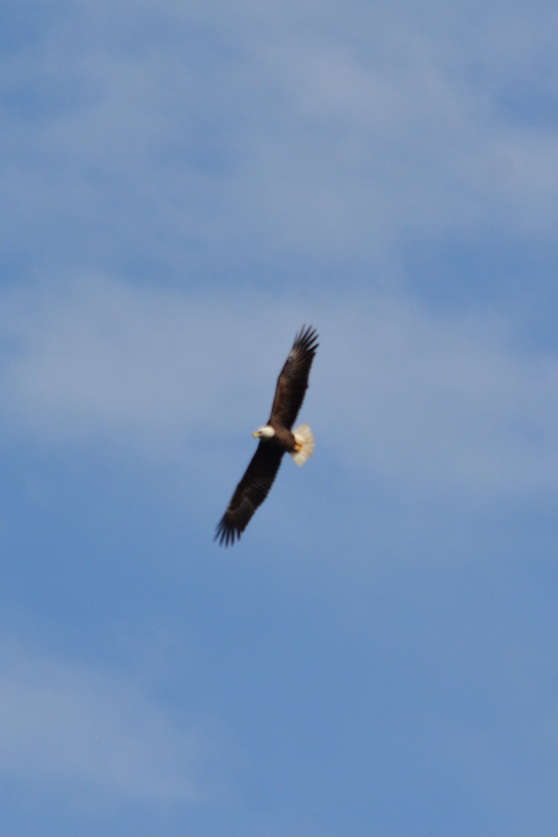 Bald Eagle - Louise Hewlett