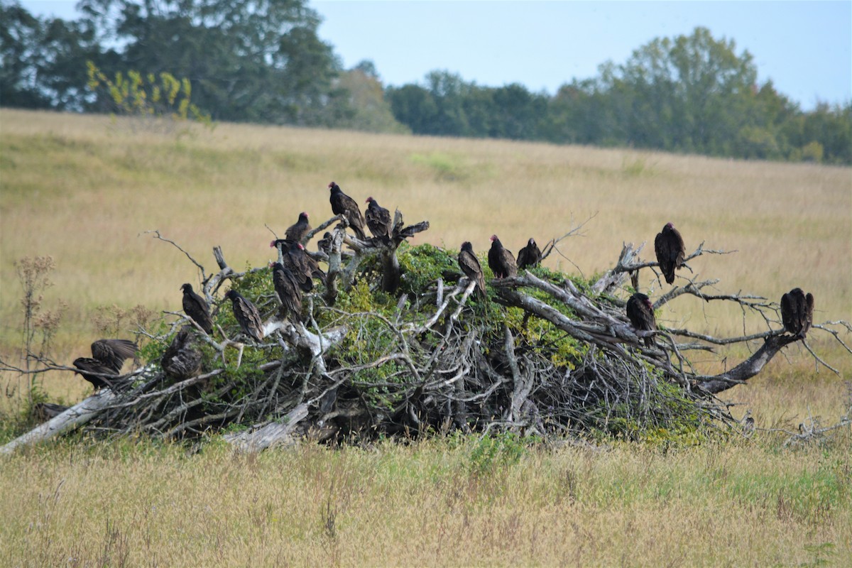 Black Vulture - ML388164161