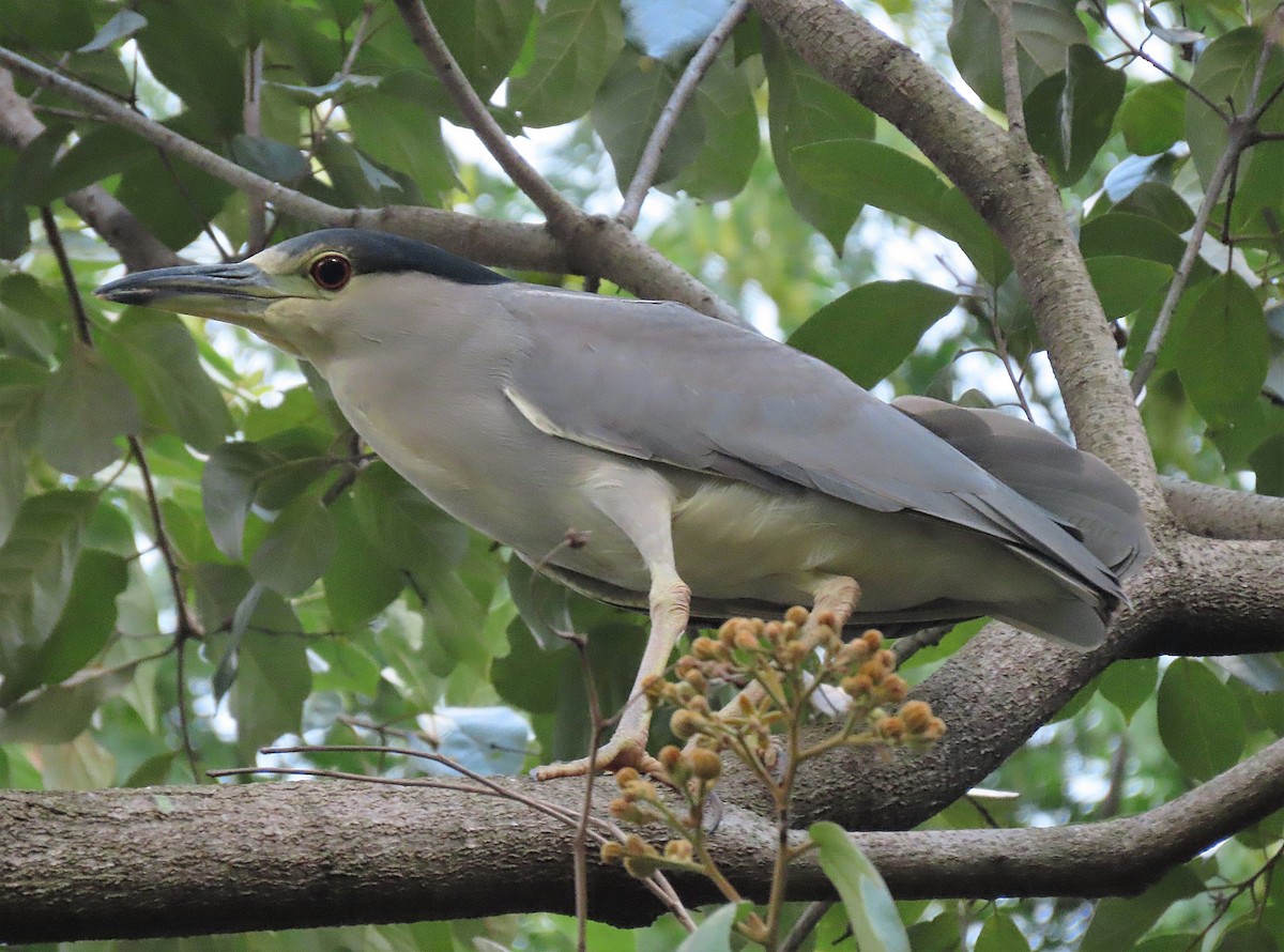 Black-crowned Night Heron - ML388164591