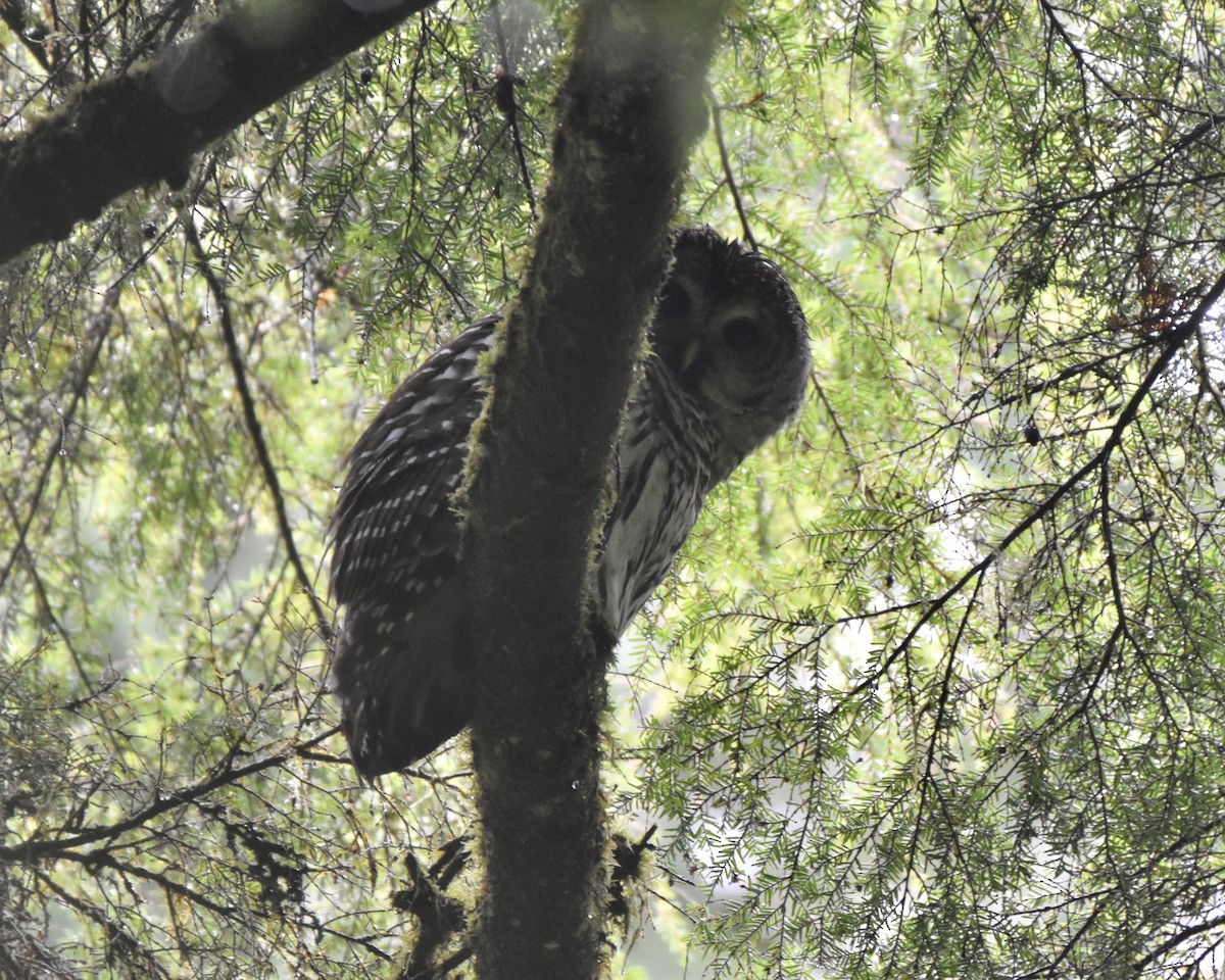 Barred Owl - ML388164641