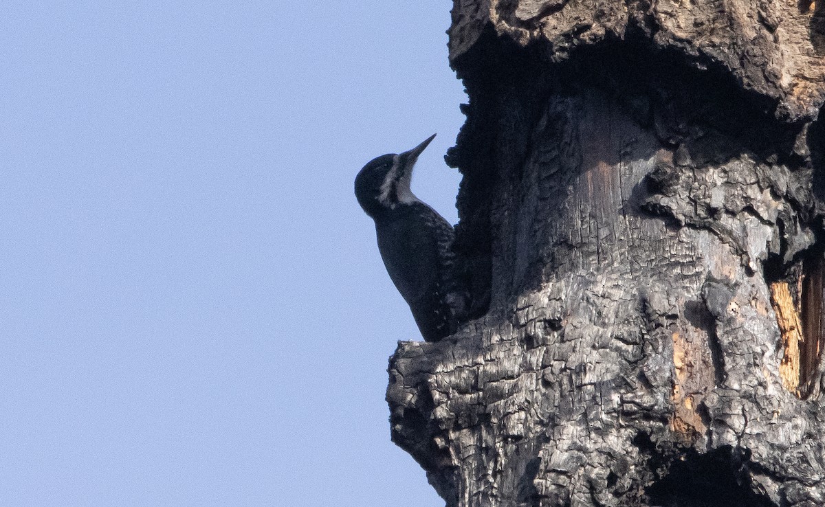 Black-backed Woodpecker - ML388164721