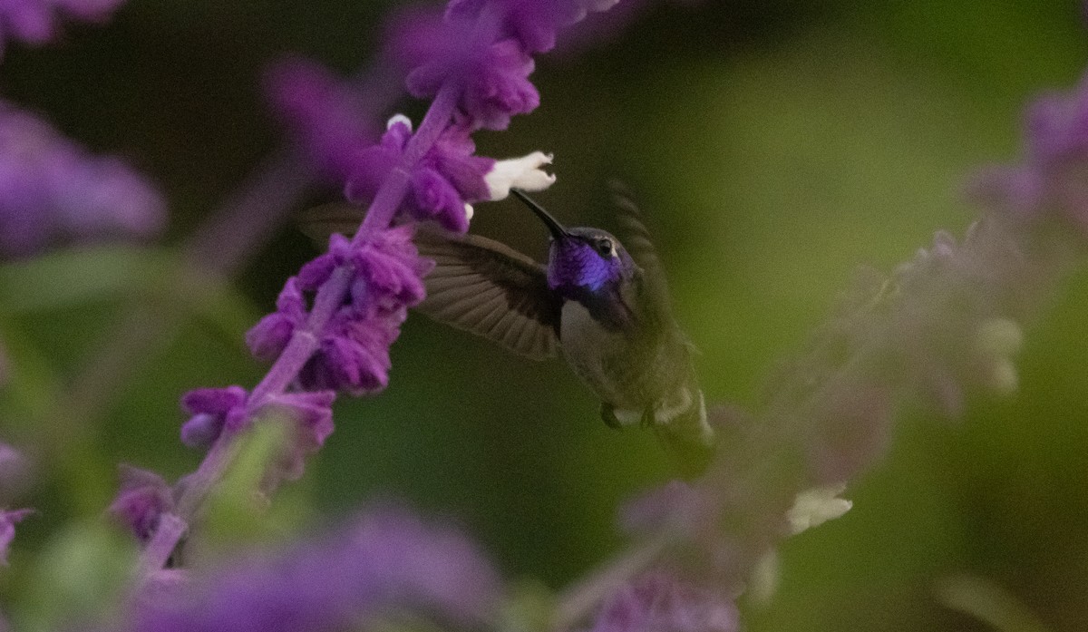 Colibrí de Costa - ML388165221