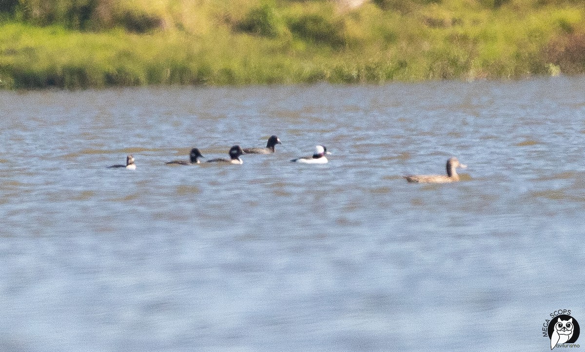 Bufflehead - ML388165401