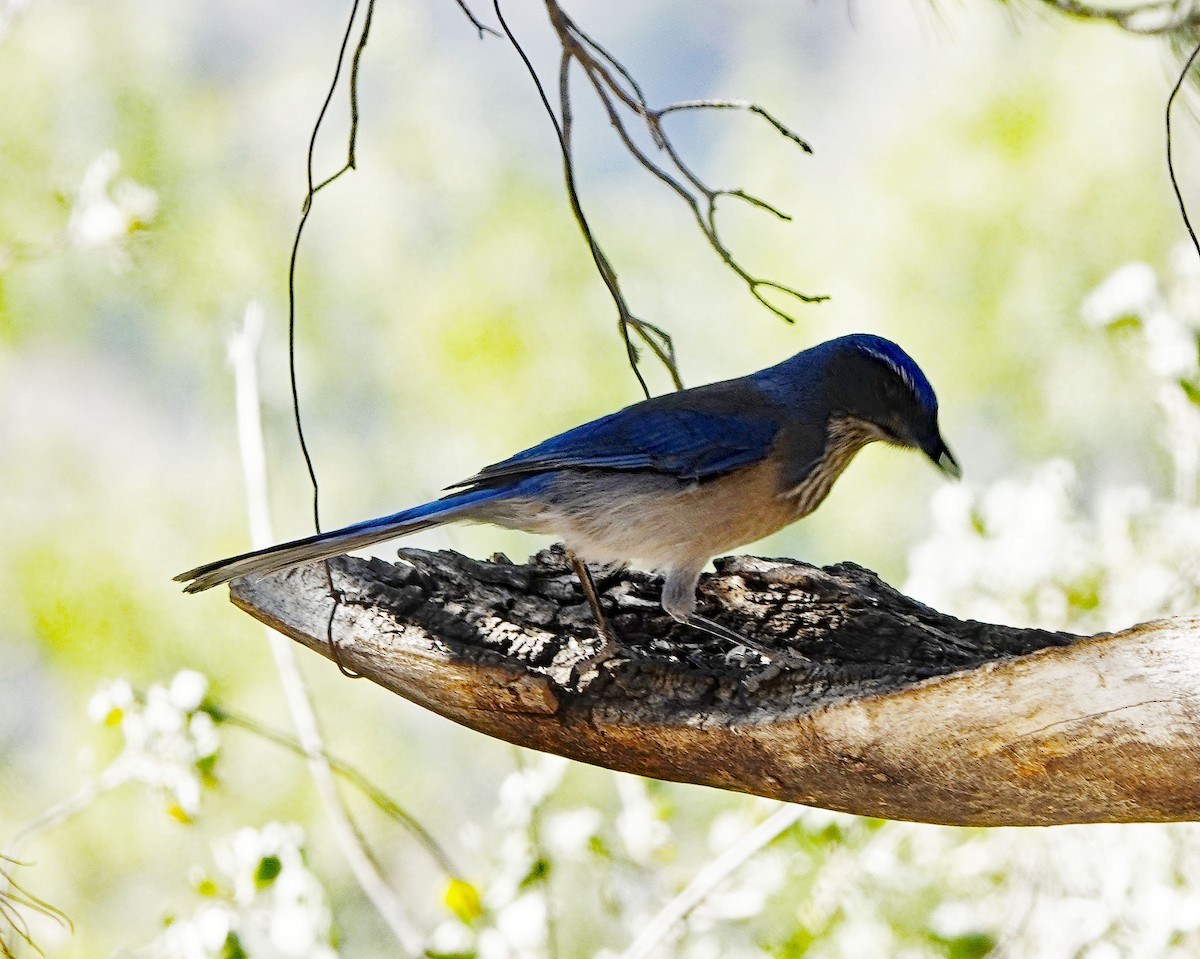 Woodhouse's Scrub-Jay - ML388165941