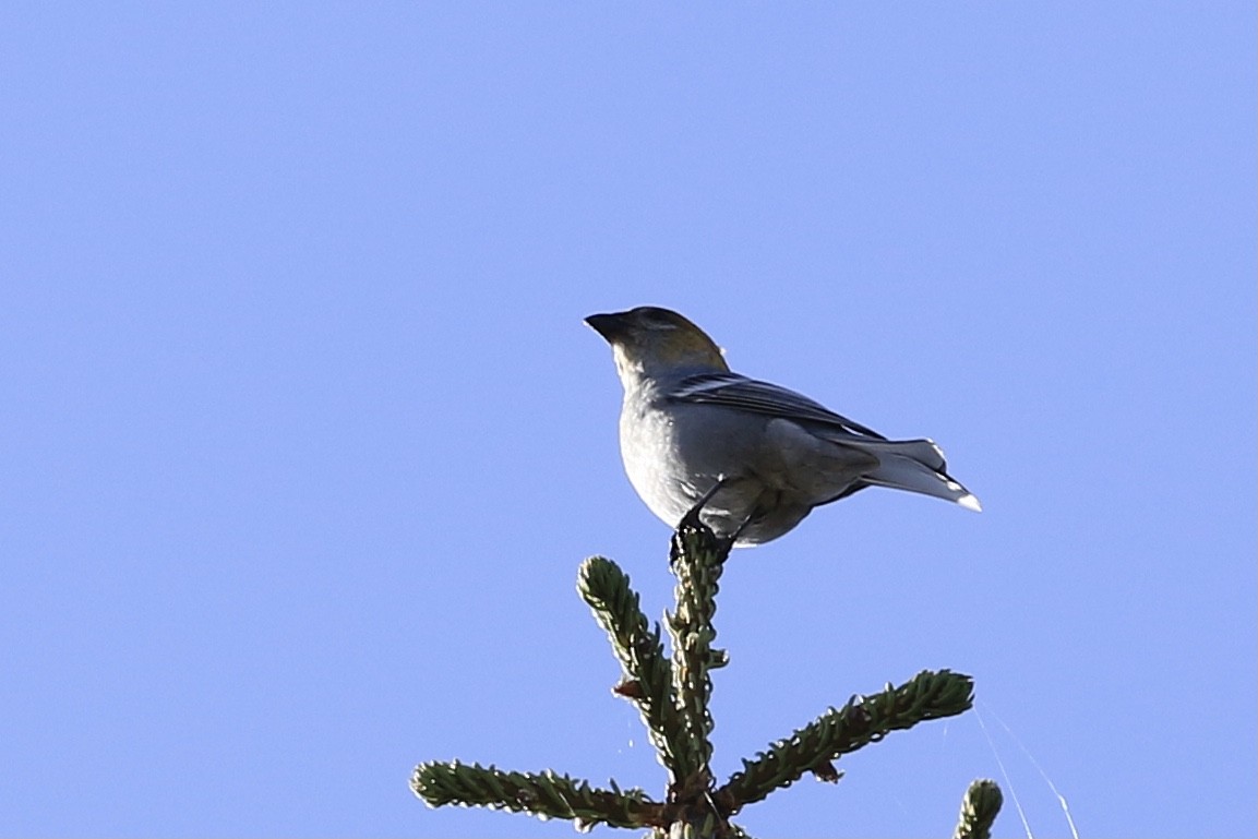 Pine Grosbeak - Michele Swartout