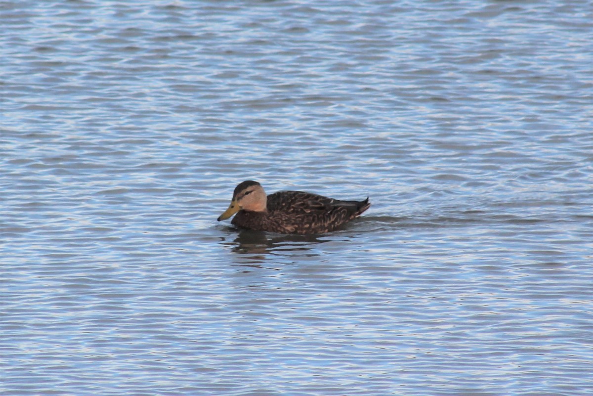 Mexican Duck - ML388166821