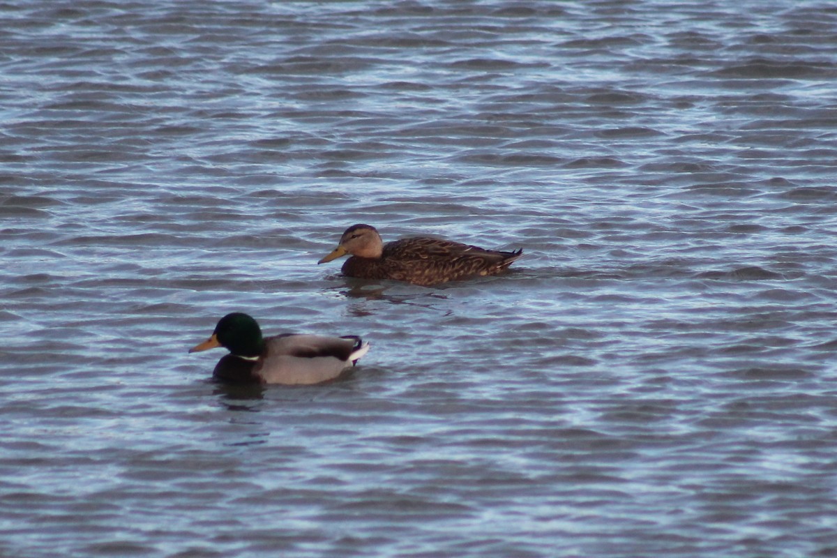 Mexican Duck - ML388166841