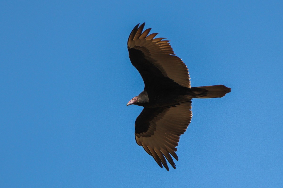 Turkey Vulture - ML388167471