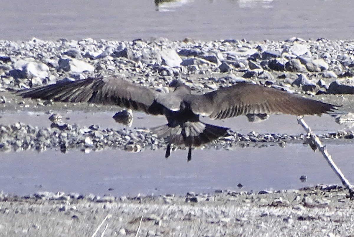 Heermann's Gull - ML388167521