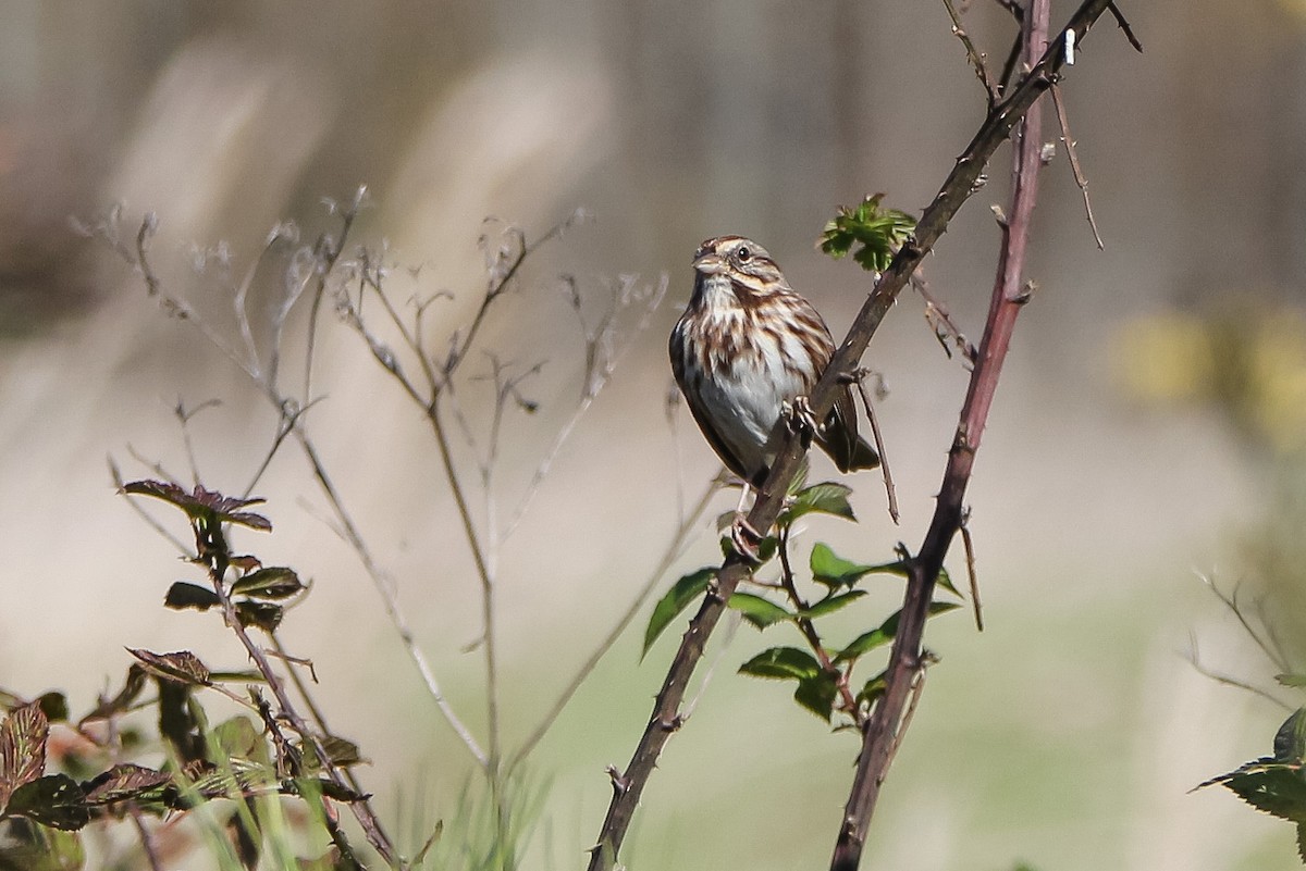 Song Sparrow - ML388167801