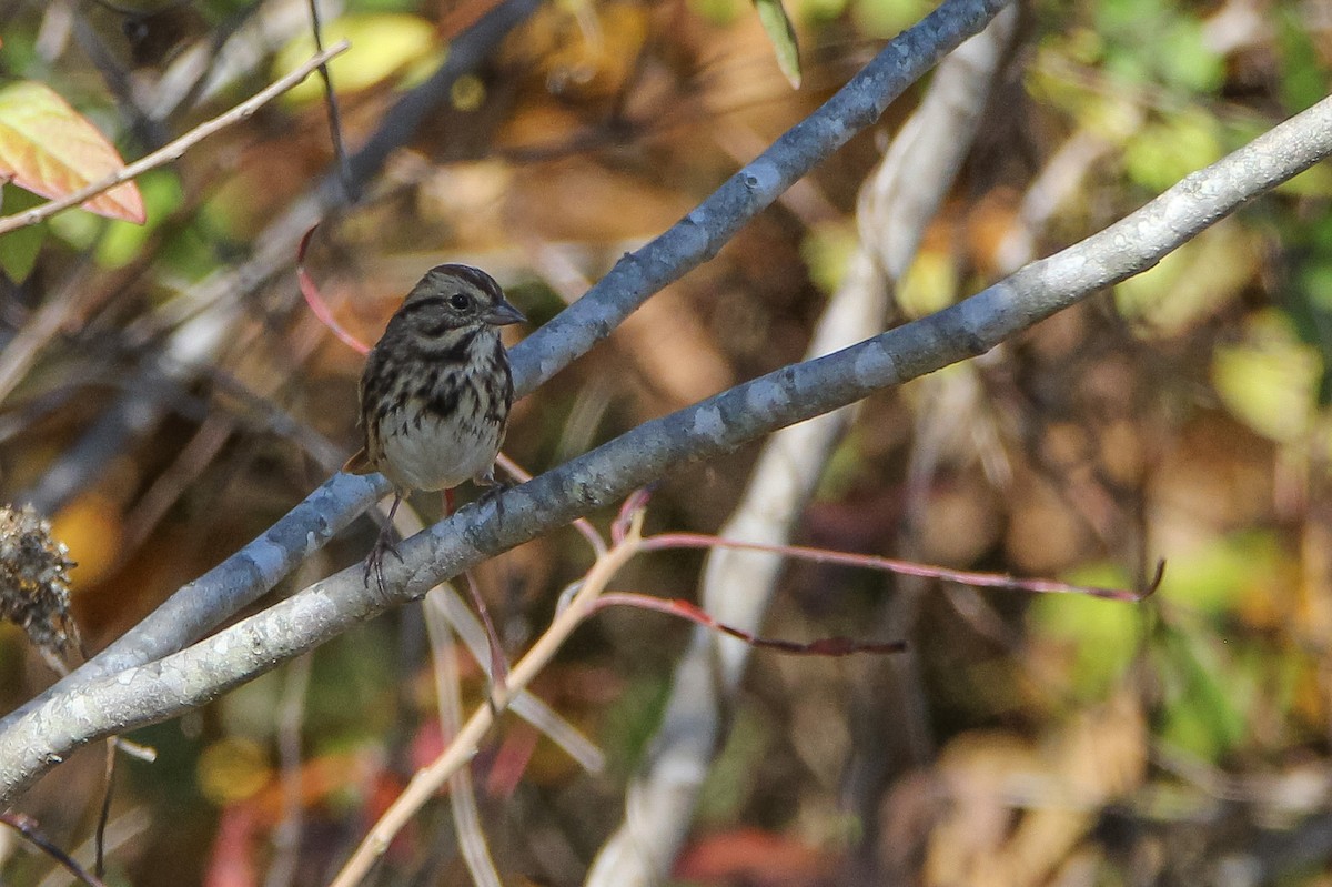 Song Sparrow - ML388167811