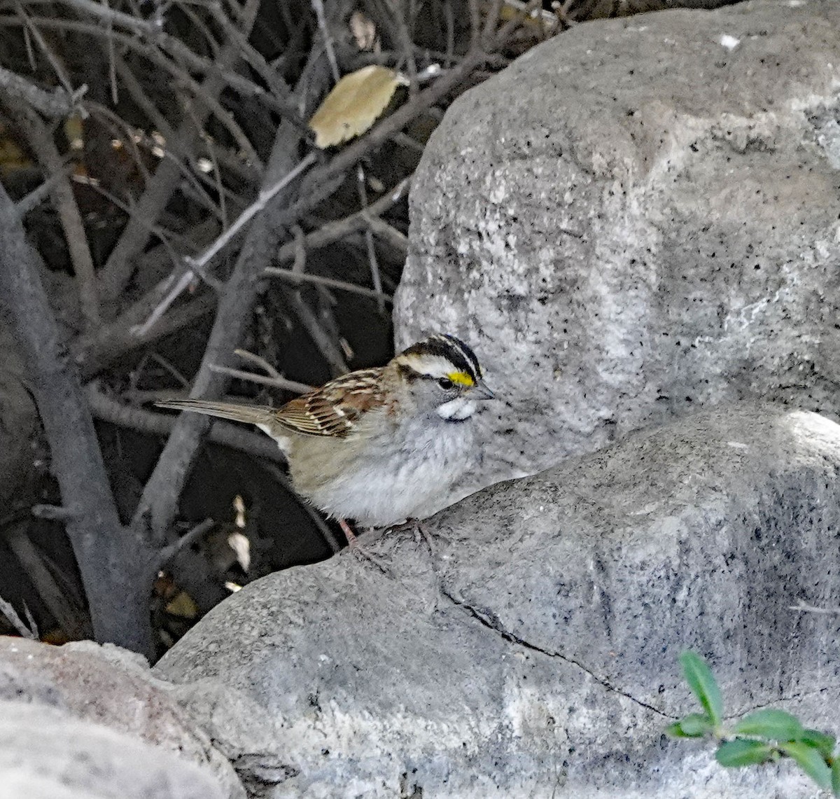 White-throated Sparrow - ML388168711