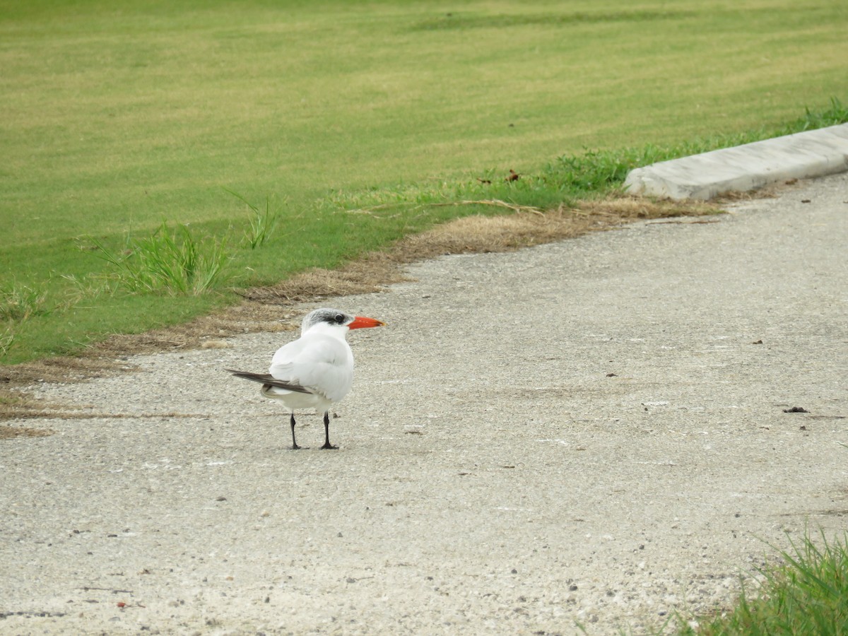 Caspian Tern - ML38816921