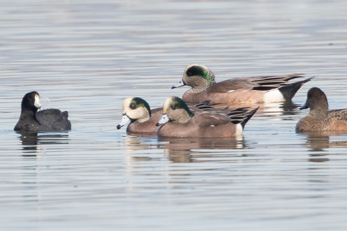 American Wigeon - ML388169811