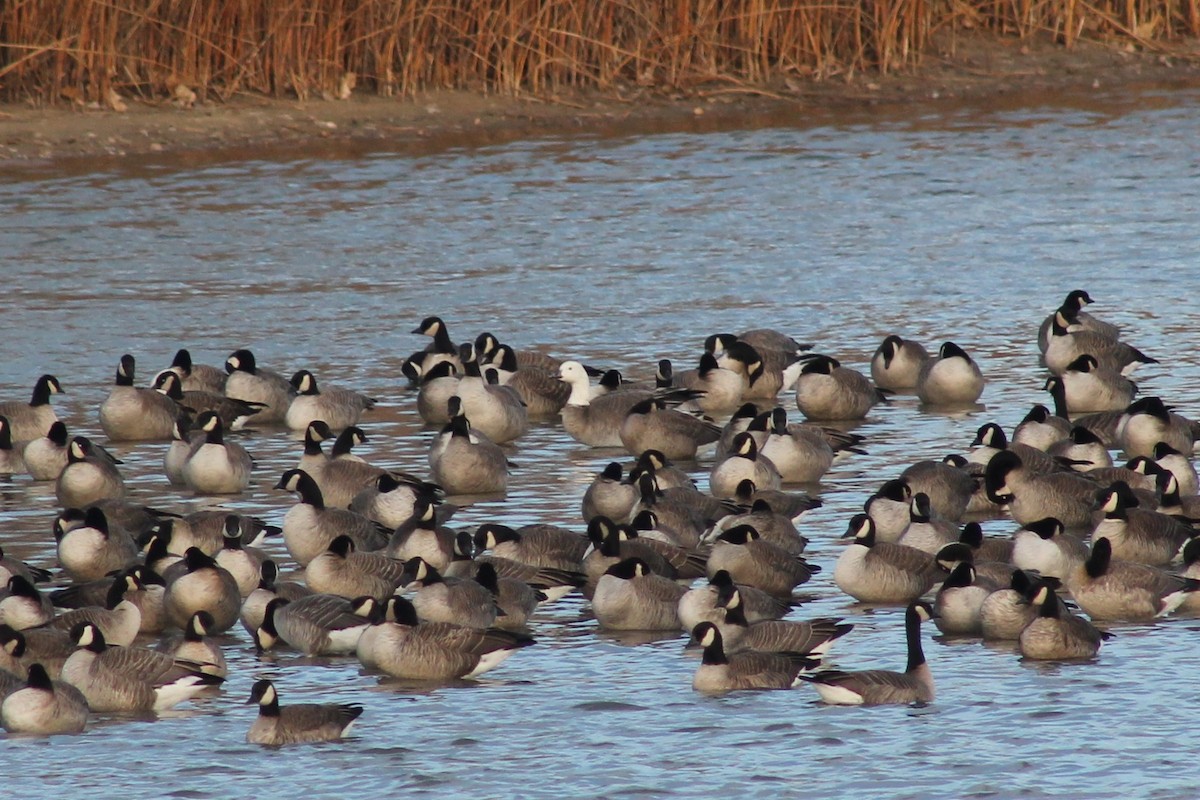 Snow x Cackling Goose (hybrid) - ML388172961