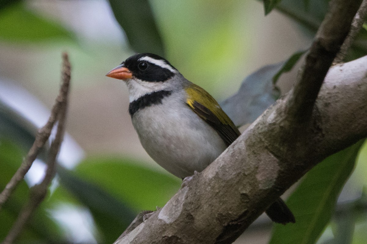 Saffron-billed Sparrow - Ian Thompson