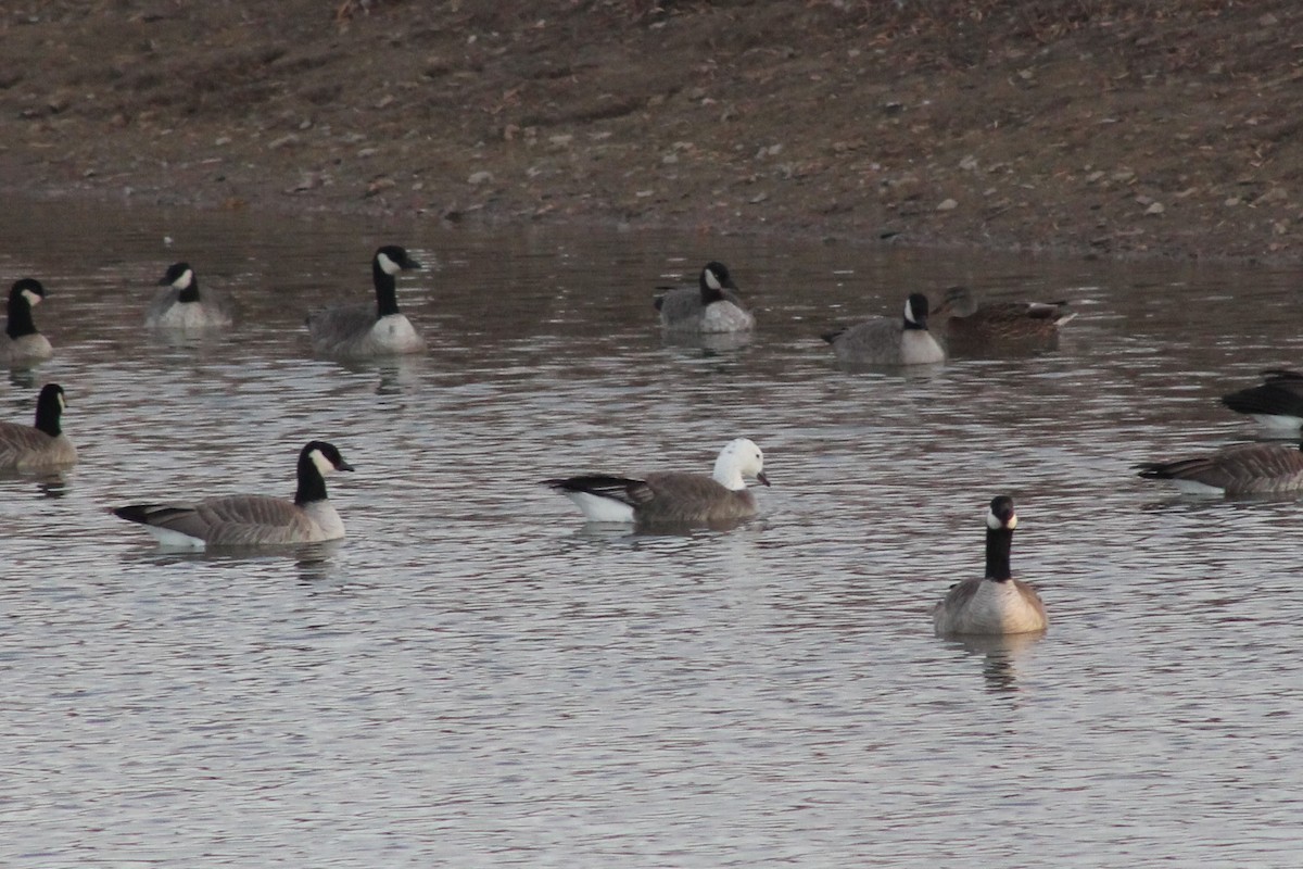 Snow x Cackling Goose (hybrid) - ML388173221