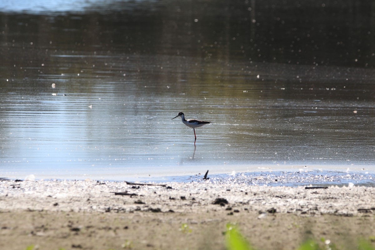 Black-necked Stilt - ML388174941