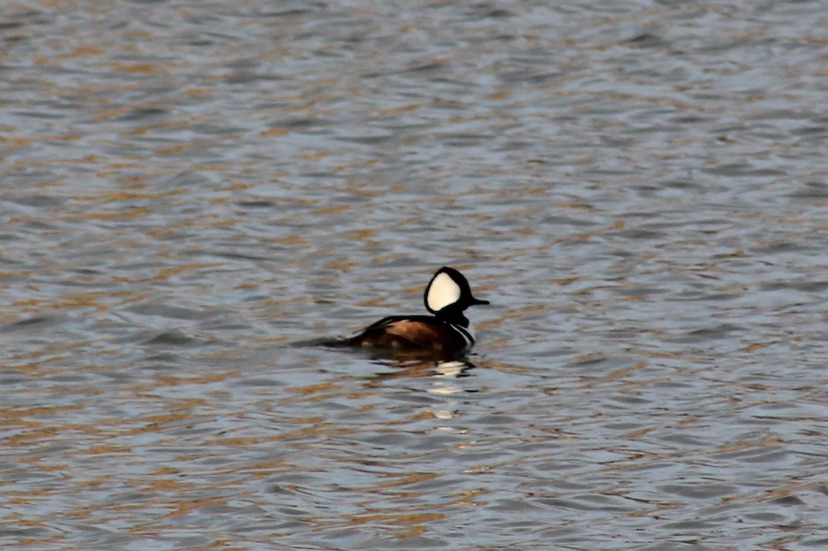 Hooded Merganser - ML388175241