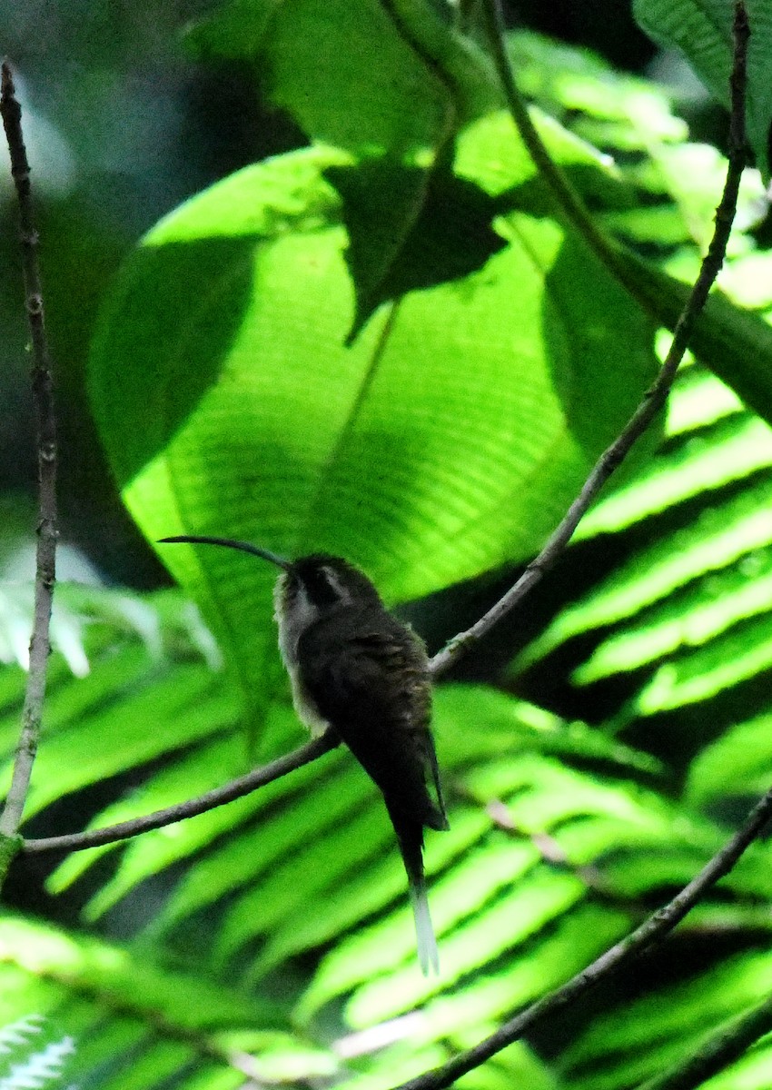 Long-billed Hermit - Tina Rosier