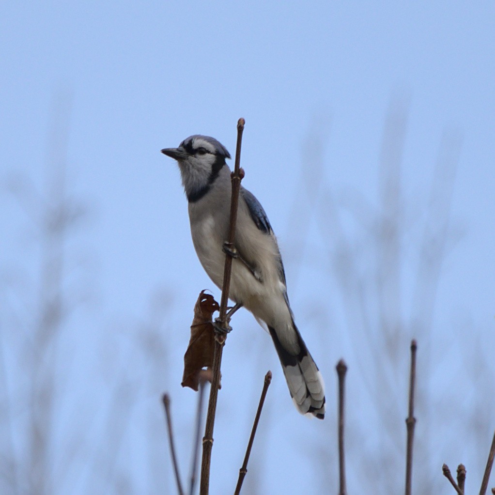 Blue Jay - ML388177851