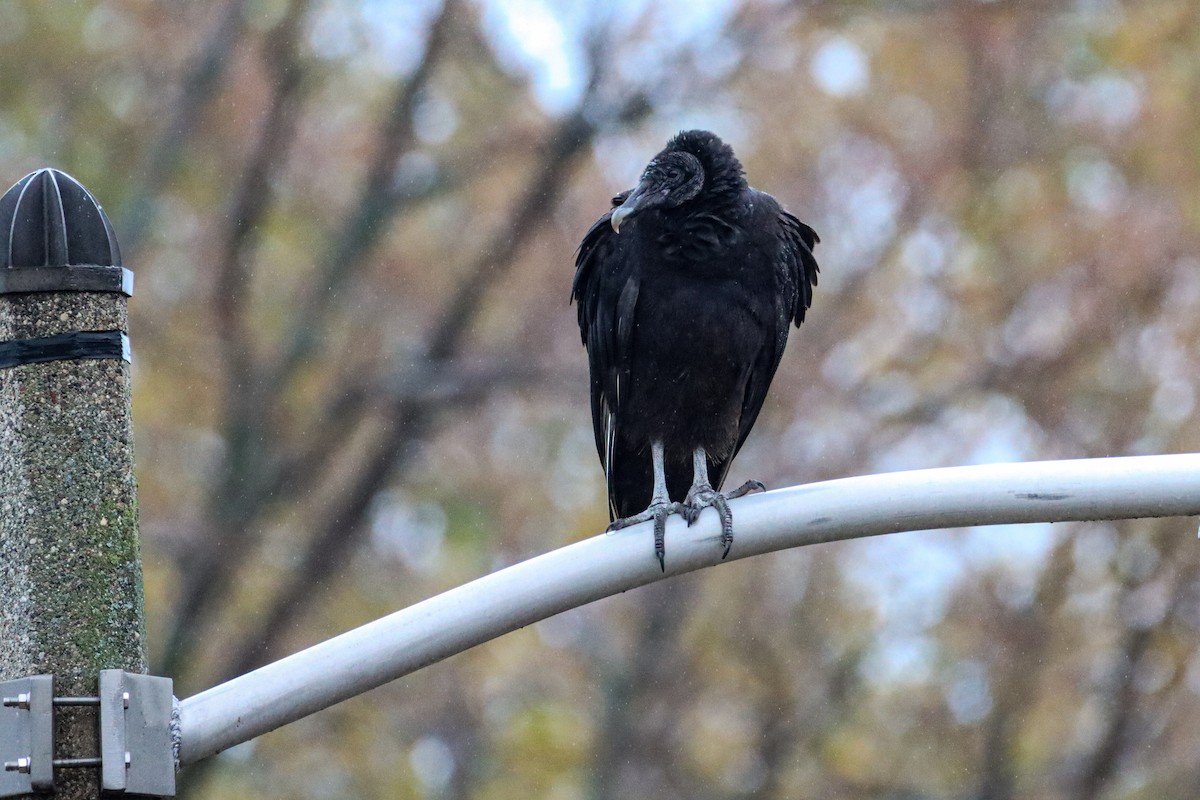 Black Vulture - ML388177891