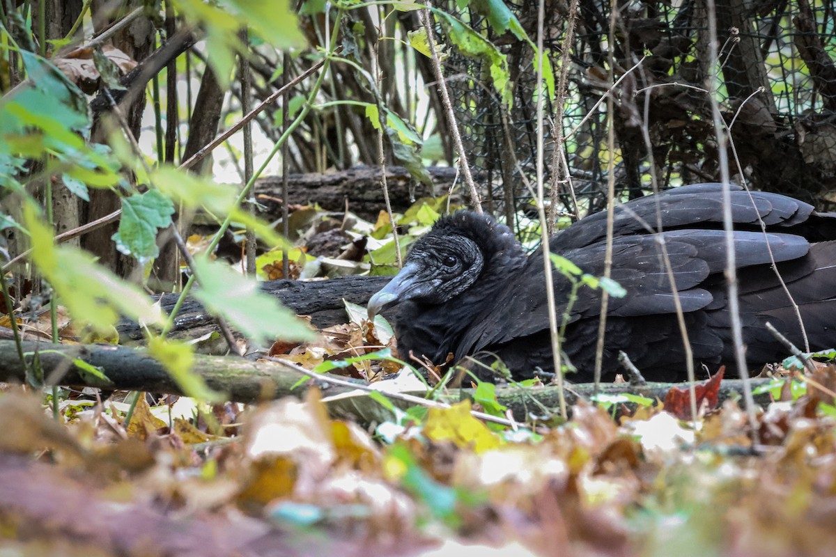 Black Vulture - ML388178171