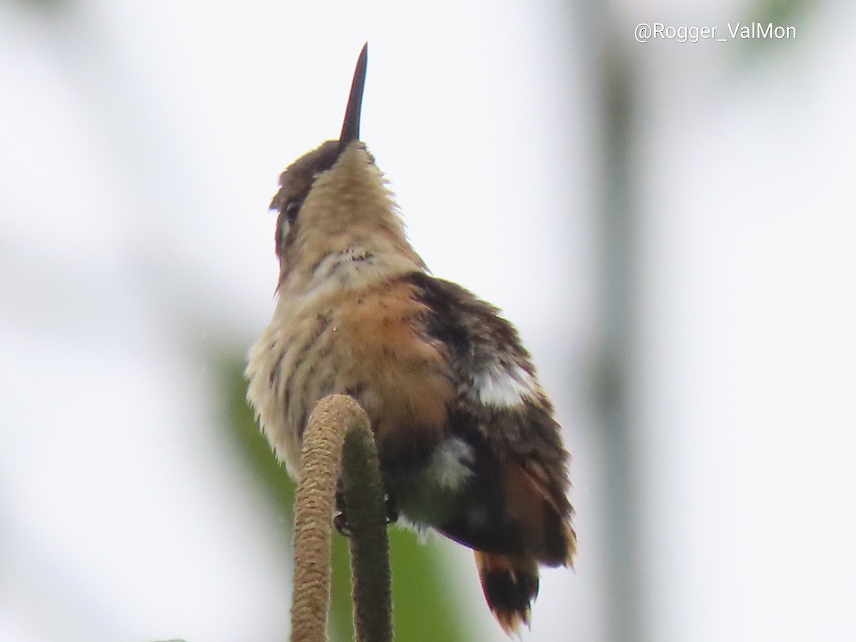 Little Woodstar - Rogger Valencia Monroy