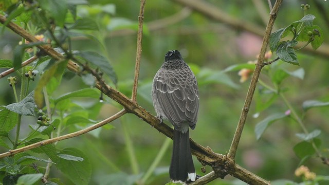 Red-vented Bulbul - ML388179901