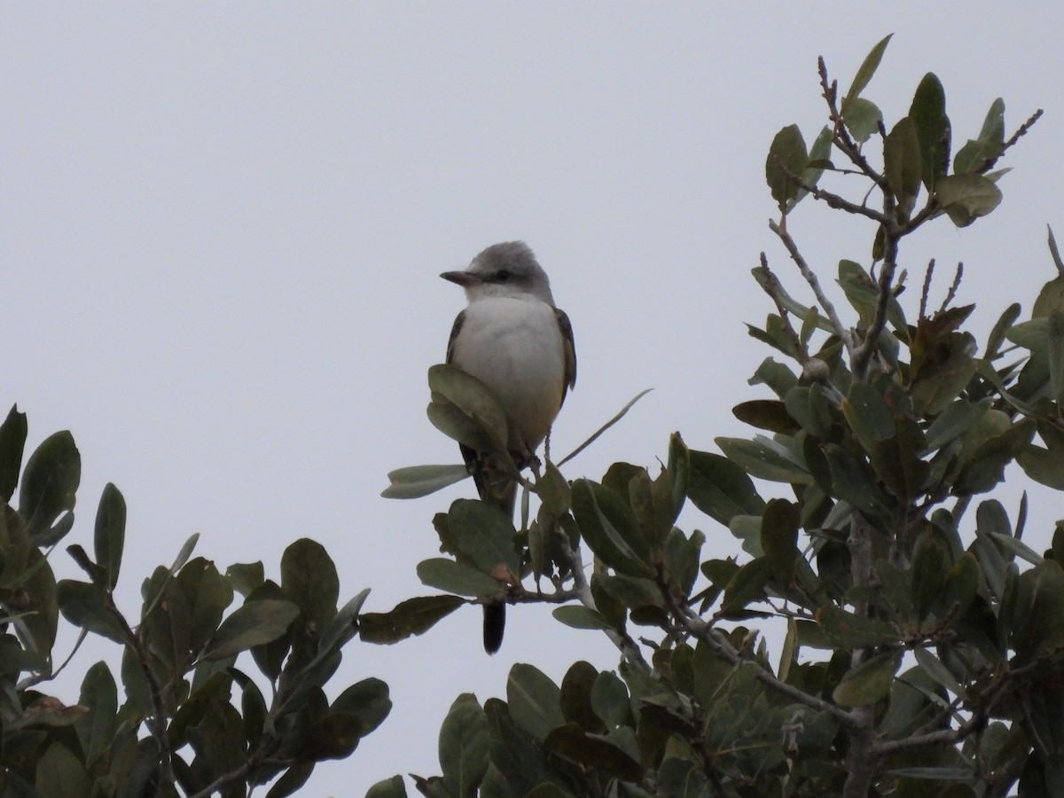 Scissor-tailed Flycatcher - ML388180761