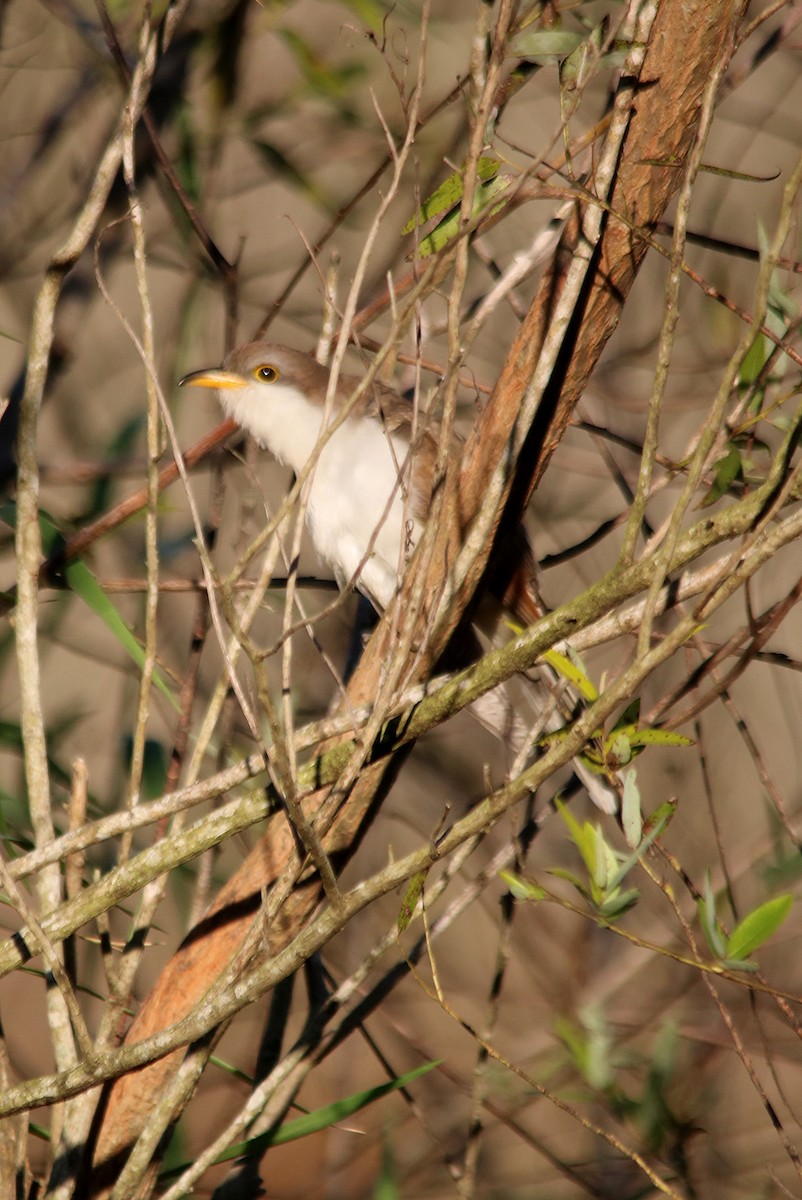 Yellow-billed Cuckoo - ML388181571