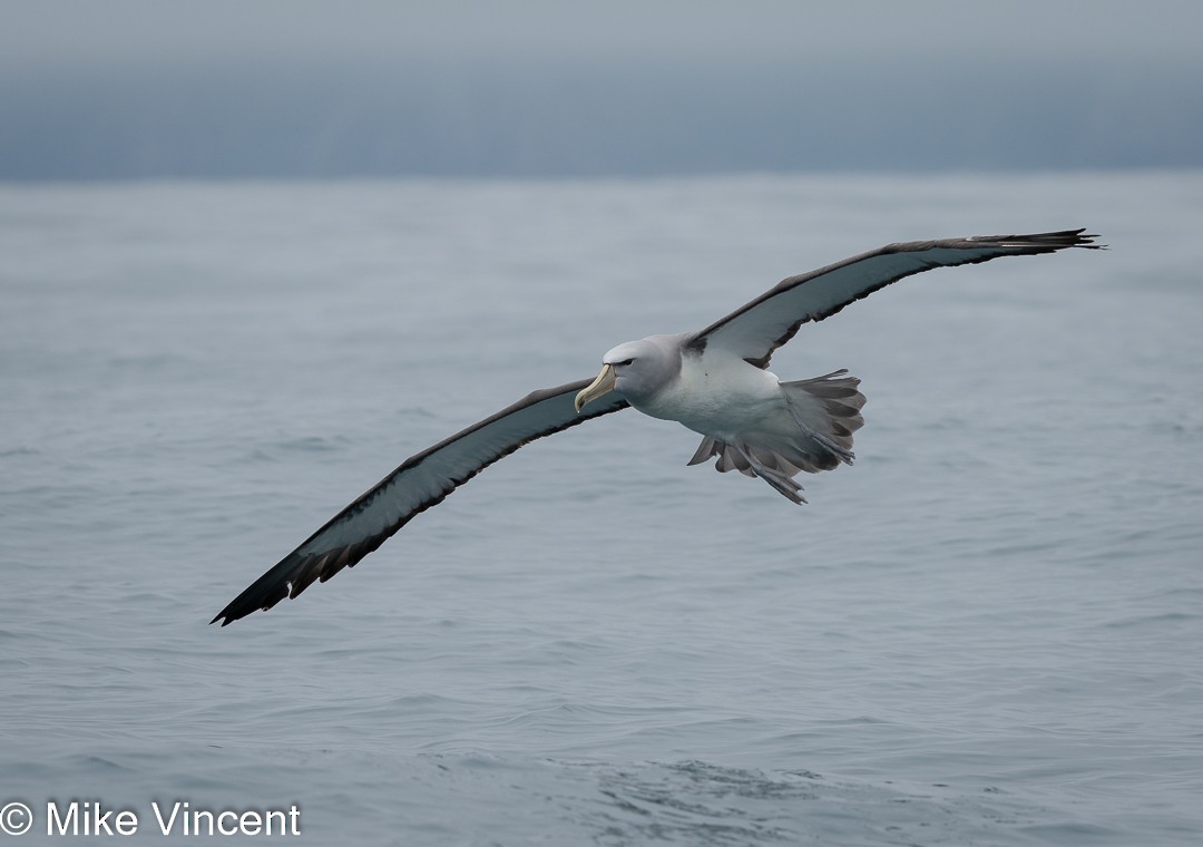 Salvin's Albatross - ML388182331
