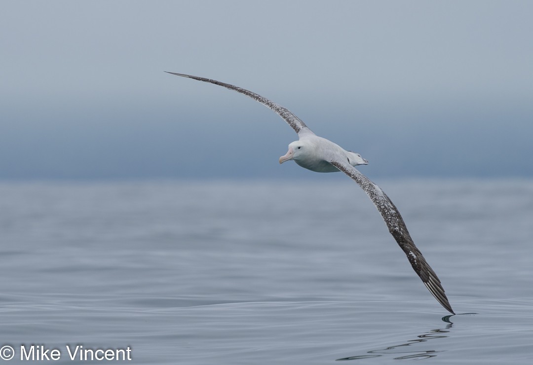 Albatros de las Antípodas (gibsoni) - ML388182521