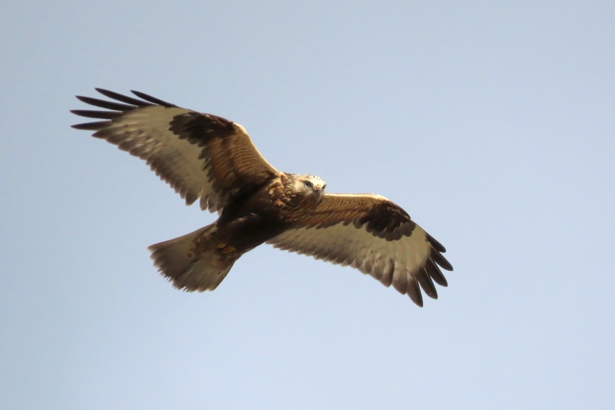 Тарлан сар - ML388184241