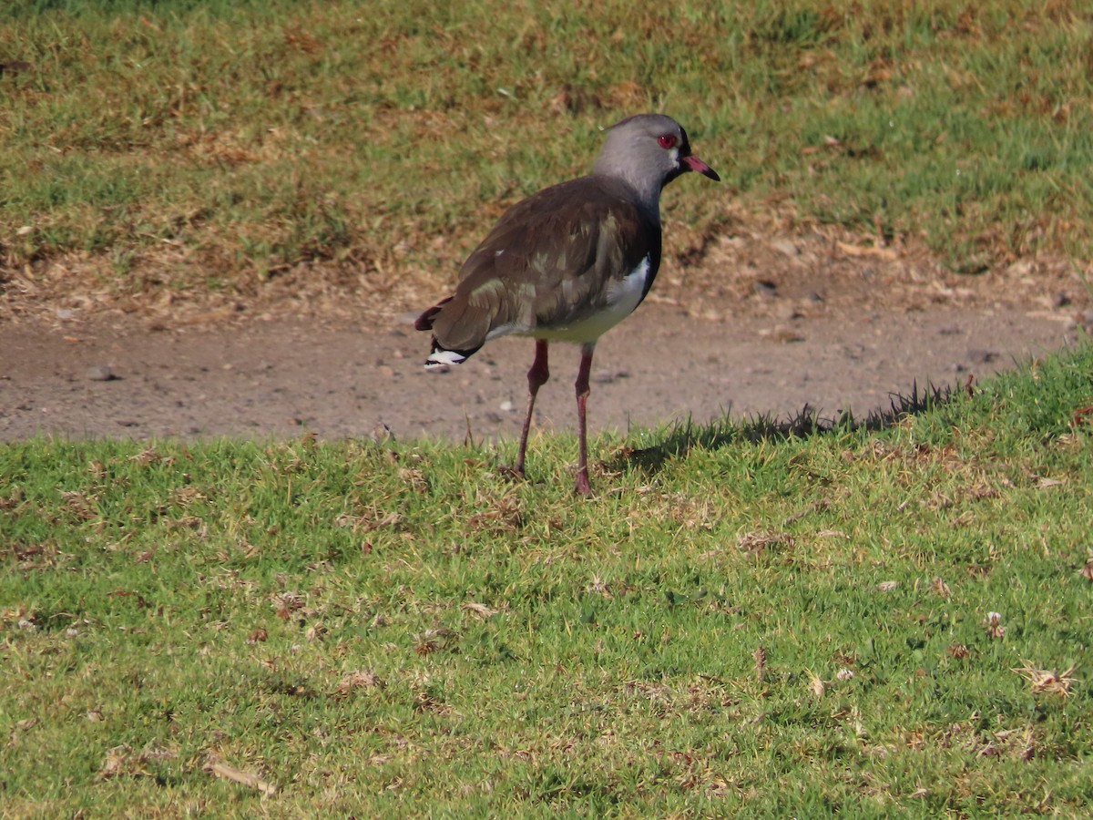 Southern Lapwing - ML388186441