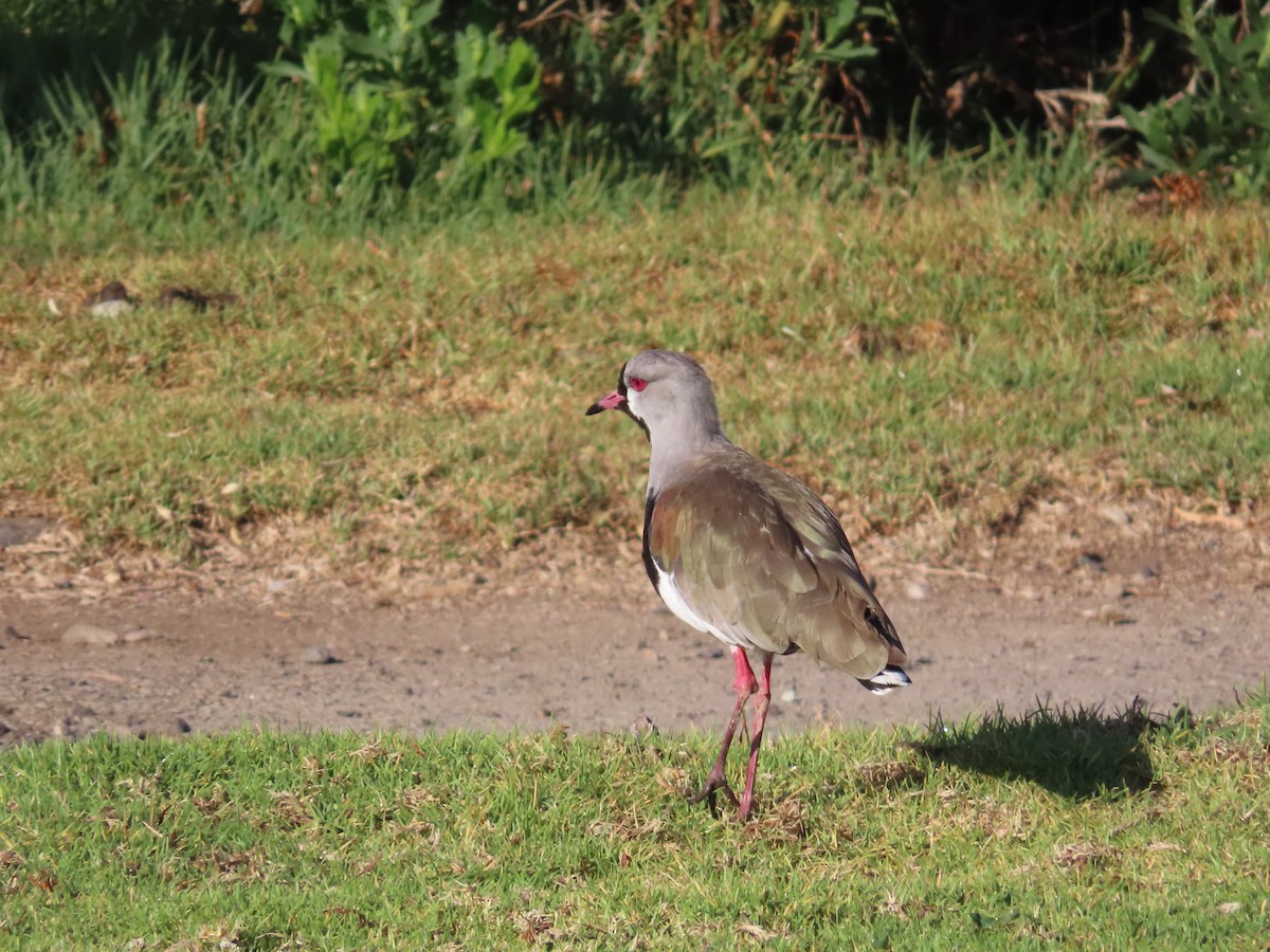 Southern Lapwing - ML388186461