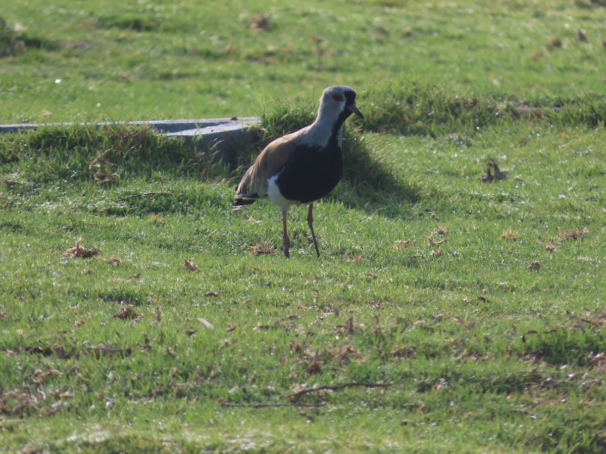 Southern Lapwing - ML388186471