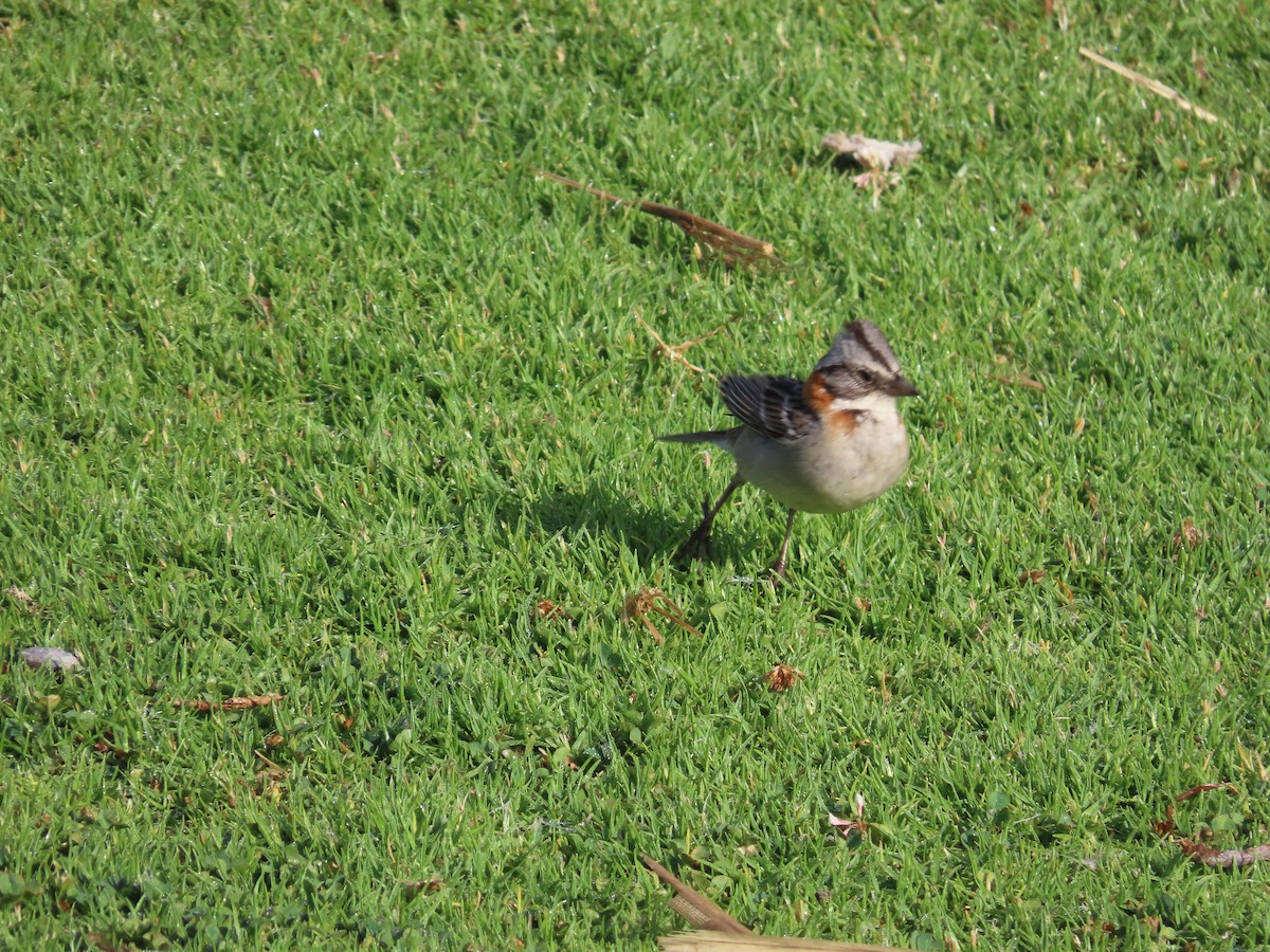 Rufous-collared Sparrow - ML388186831