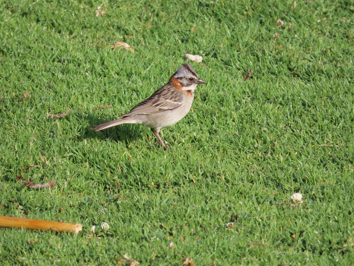 Rufous-collared Sparrow - Álvaro Parra Valdivia