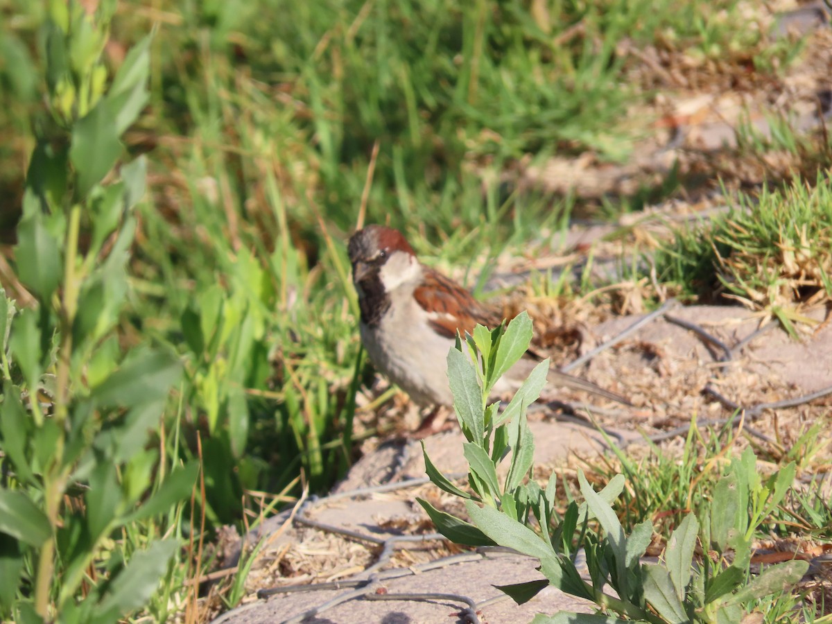 House Sparrow - ML388186851