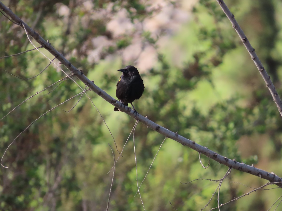 Yellow-winged Blackbird - ML388187051