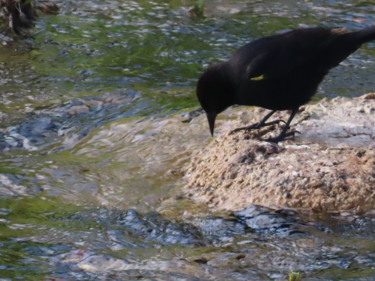 Yellow-winged Blackbird - ML388187151