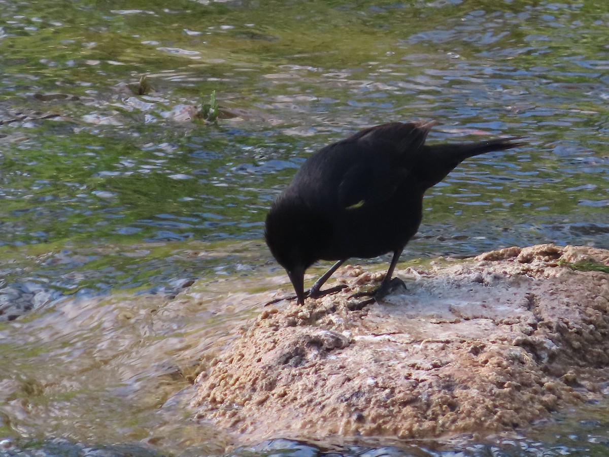 Yellow-winged Blackbird - ML388187161