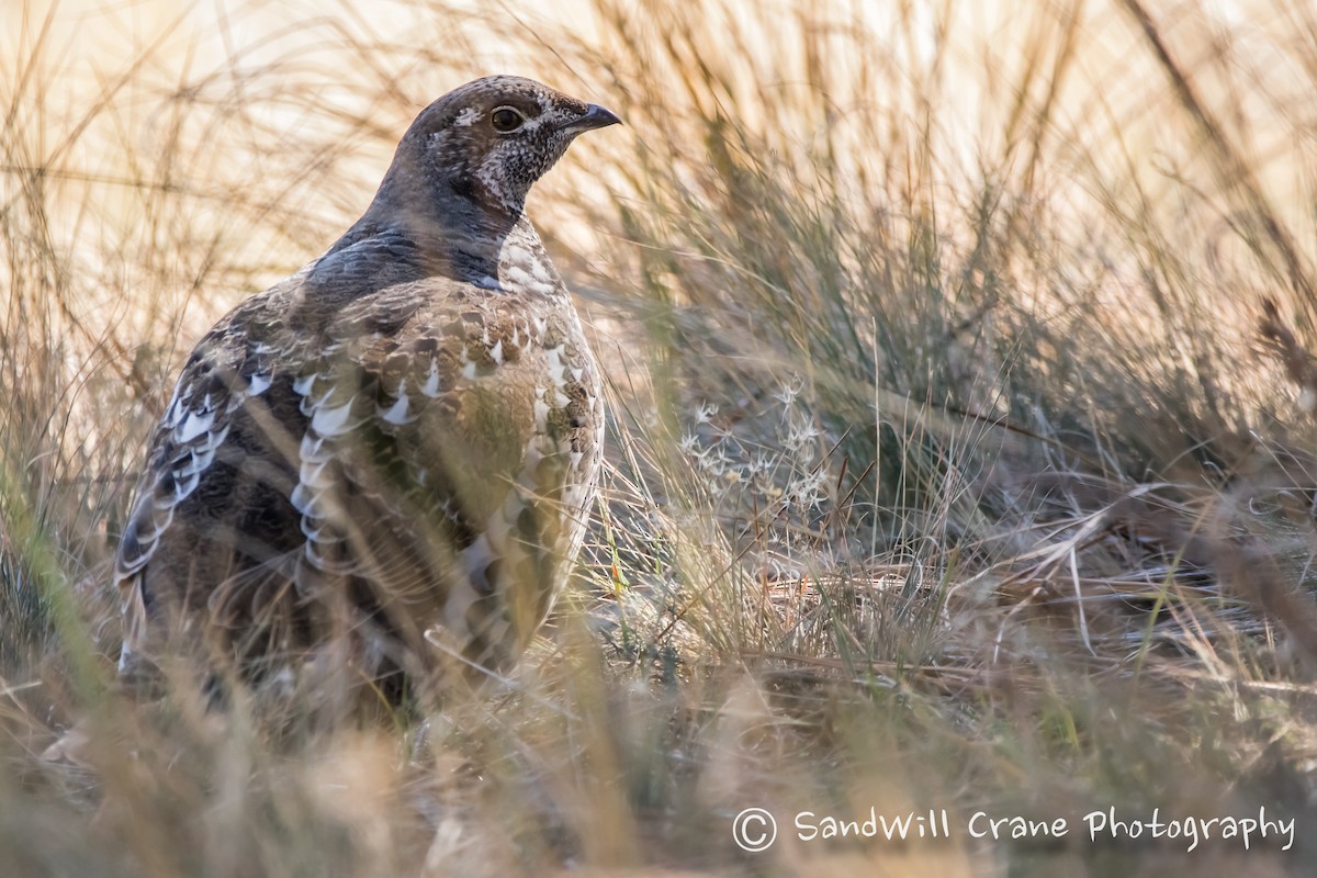 Dusky Grouse - ML388187221