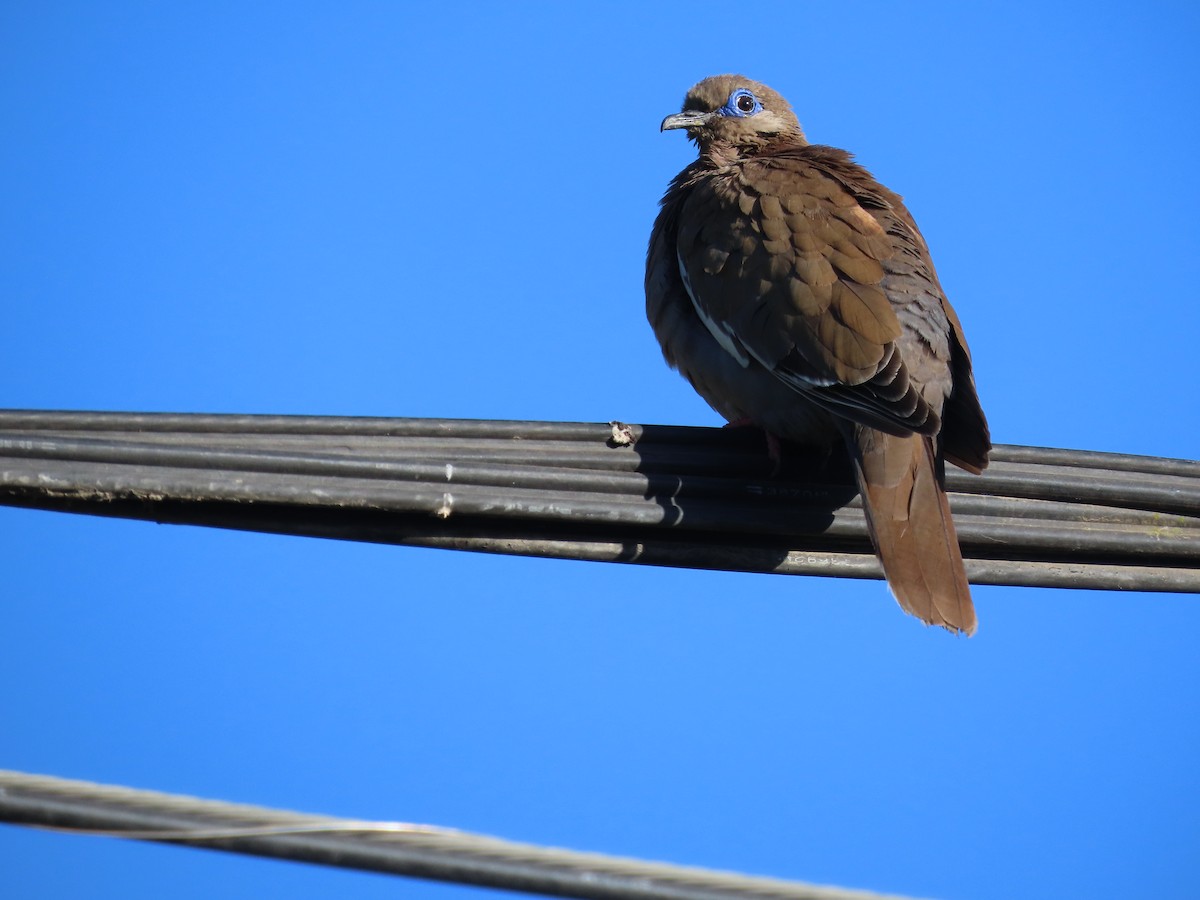 West Peruvian Dove - ML388187291