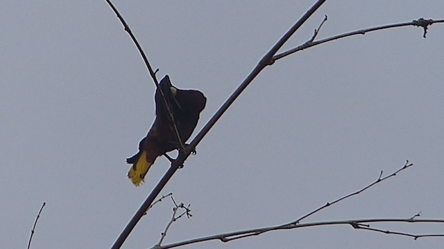 Chestnut-headed Oropendola - ML388187811