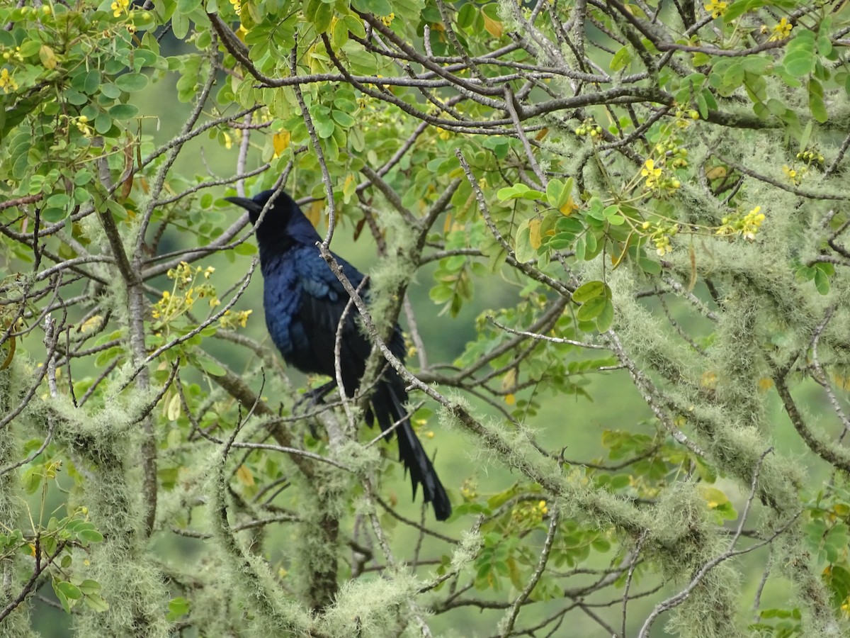 Great-tailed Grackle - ML388187961