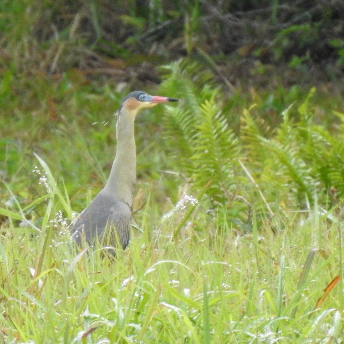 Whistling Heron - Gregg Severson