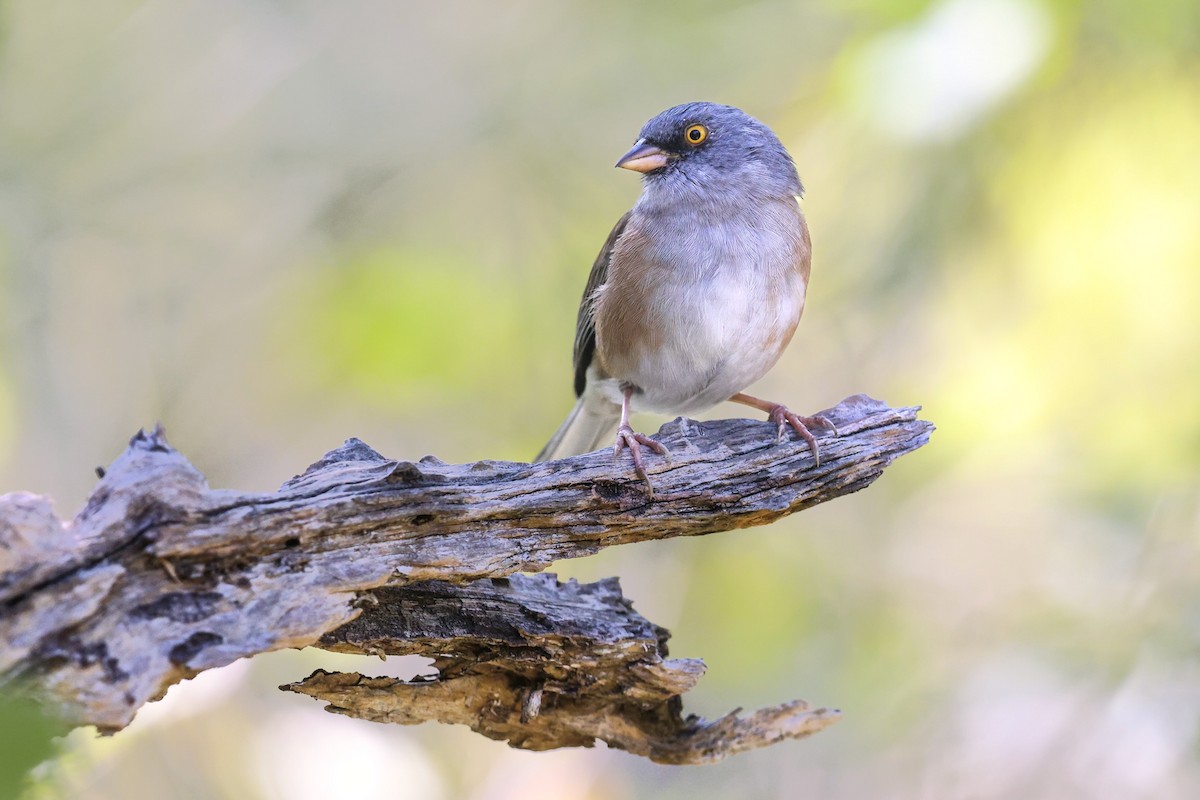Baird's Junco - ML388189861