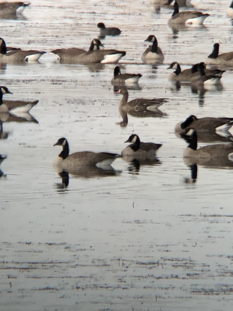 Greater White-fronted Goose - ML388190281